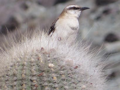 oiseau sur tete de cactus